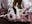 quarantine bunny