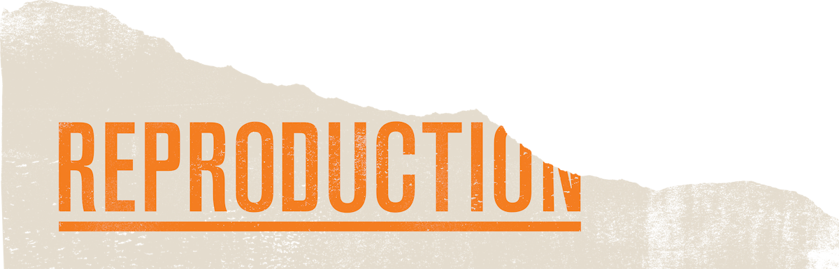 reproduction text graphic