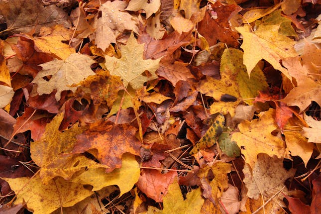 yellow, orange & red fall leaves on the ground symbolizing the time of year that culturally shifts to giving thanks