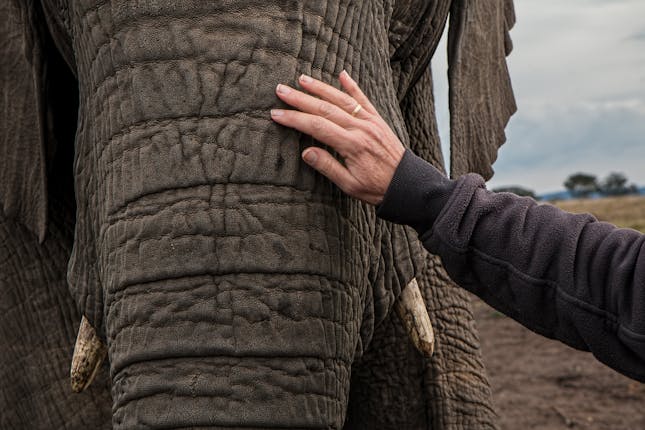 My prayers were dry and predictable. Then an elephant showed me how God wants my whole heart.