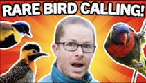 Rare Bird Calling | Older Kids' Club